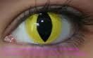 EOS Angry Cat Yellow